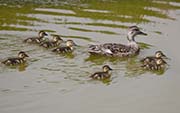 Picture/image of Gadwall