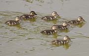 Picture/image of Gadwall