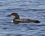 Common Loon