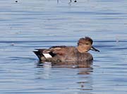 Picture/image of Gadwall