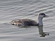 Red-throated Loon