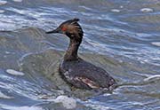 Eared Grebe