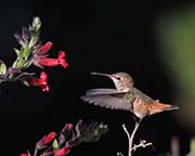 Allen's Hummingbird