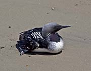 Pacific Loon