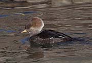 Picture/image of Hooded Merganser