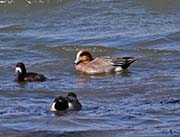 Picture/image of American-Eurasian Wigeon