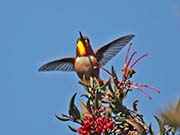 Rufous Hummingbird