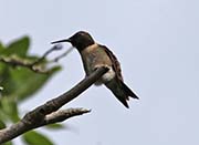 Ruby-throated Hummingbird