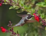 Costa's Hummingbird