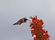 Black-chinned Hummingbird