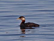 Red-necked Grebe