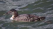 Yellow-billed Loon