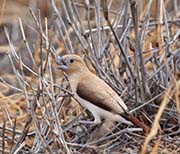 African Silverbill