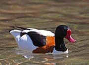 Picture/image of Common Shelduck