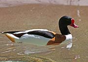 Picture/image of Common Shelduck