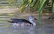 Picture/image of African Comb Duck