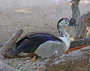 Picture/image of African Comb Duck