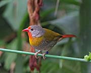 Green-winged Pytilia