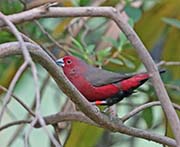 African Firefinch