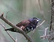 Magpie Mannikin