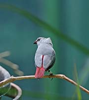 Lavender Waxbill