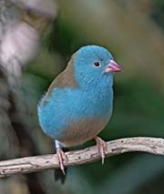 Blue-capped Cordon-bleu