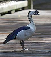 Picture/image of African Comb Duck