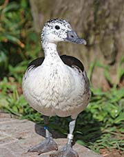 Picture/image of African Comb Duck