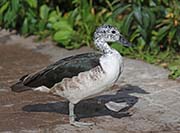 Picture/image of African Comb Duck