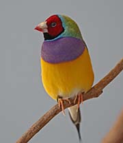 Gouldian Finch