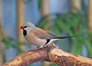 Long-tailed Finch