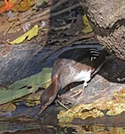 Picture/image of Hooded Merganser