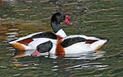 Picture/image of Common Shelduck