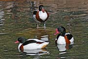 Picture/image of Common Shelduck