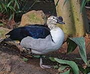 Picture/image of African Comb Duck