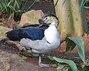 Picture/image of African Comb Duck