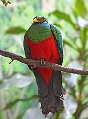 Golden-headed Quetzal