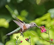 Broad-tailed Hummingbird