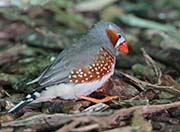 Zebra Finch