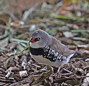 Diamond Firetail