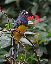 White-tailed Trogon