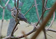 Picture/image of Blue-naped Mousebird