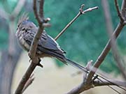 Picture/image of Blue-naped Mousebird