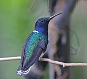 Picture/image of White-necked Jacobin