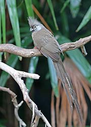 Speckled Mousebird