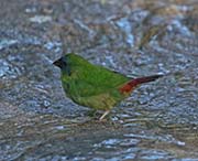 Blue-faced Parrotfinch