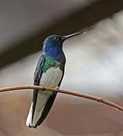 Picture/image of White-necked Jacobin