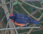 Crimson-breasted Finch