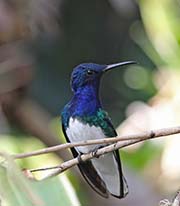 White-necked Jacobin