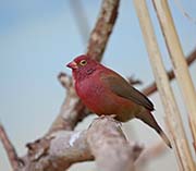 Red-billed Firefinch